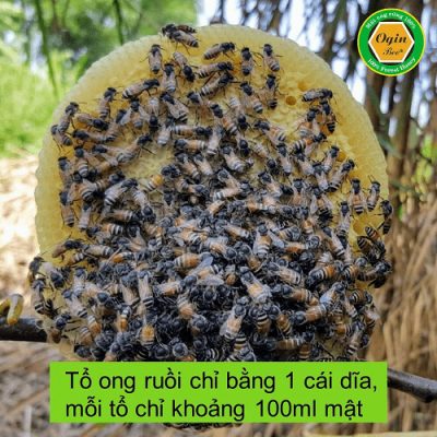 Tổ mật ong ruồi tự nhiên