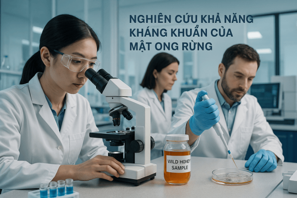 Nghiên cứu khoa học về mật ong rừng trong phòng thí nghiệm, kiểm tra khả năng kháng khuẩn.