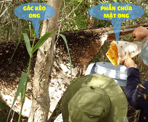 Mật ong thiên nhiên Oginbee được khai thác trực tiếp từ hệ sinh thái rừng sâu hoang dã.