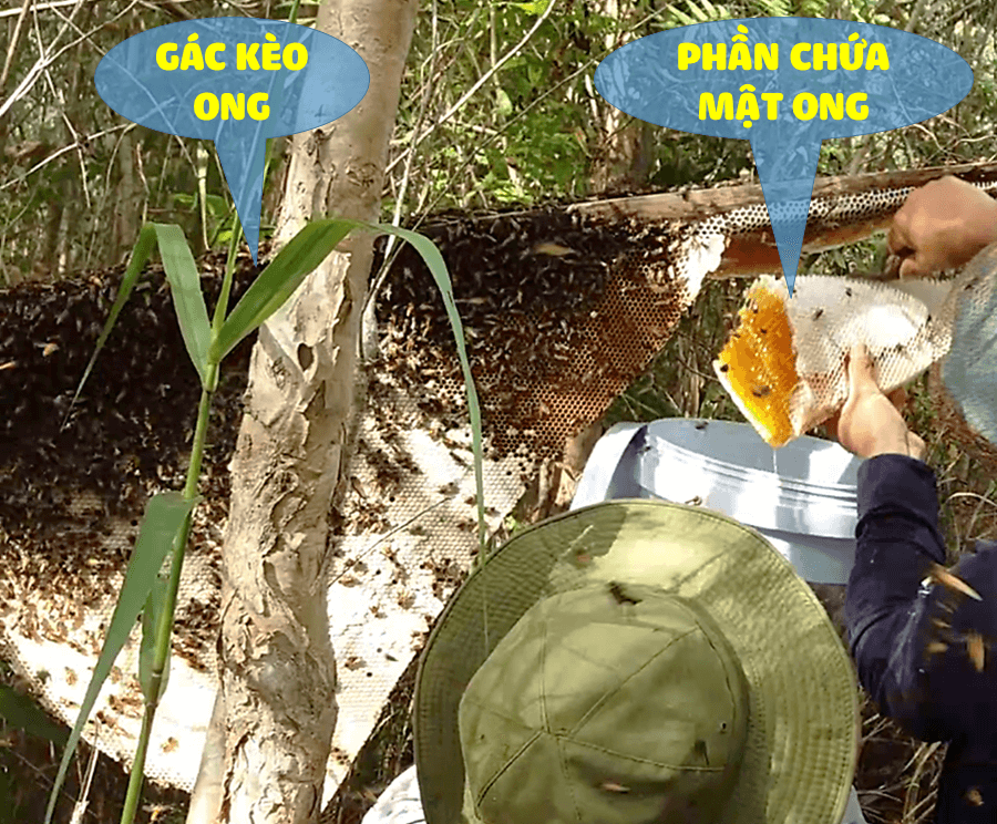 Mật ong thiên nhiên Oginbee được khai thác trực tiếp từ hệ sinh thái rừng sâu hoang dã.